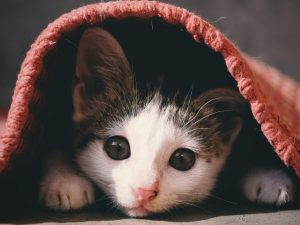 Cute kitten with brown eyes peeking from under a cozy red blanket, indoor setting.