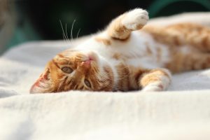 Adorable ginger cat lounging in the sunlight, exuding warmth and playfulness.