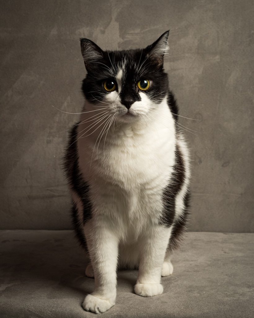 cat, pet, feline, animal, fur, kitty, domestic, domestic cat, cat portrait, animal world, cat, cat, nature, cat, cat, cat